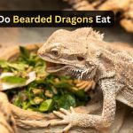 What Do Bearded Dragons Eat