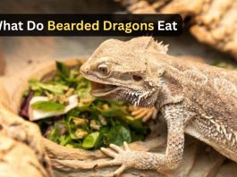 What Do Bearded Dragons Eat