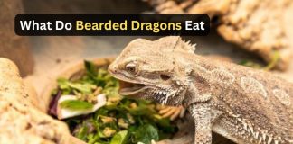 What Do Bearded Dragons Eat