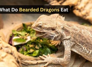 What Do Bearded Dragons Eat What Do Bearded Dragons Eat