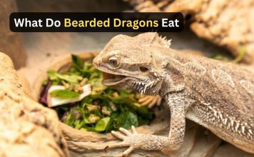 What Do Bearded Dragons Eat