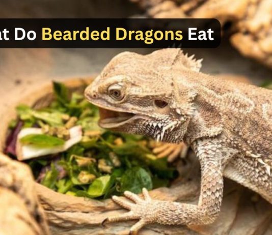 What Do Bearded Dragons Eat