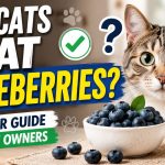 Can cats eat blueberries