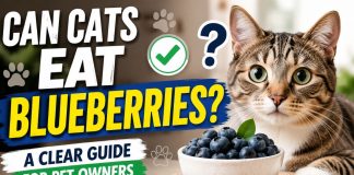 Can cats eat blueberries