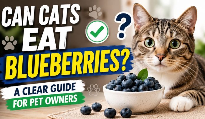 Can Cats Eat Blueberries? A Clear Guide for Pet Owners Can cats eat blueberries