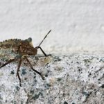 what kills stink bugs instantly
