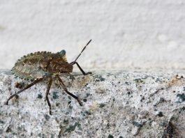what kills stink bugs instantly
