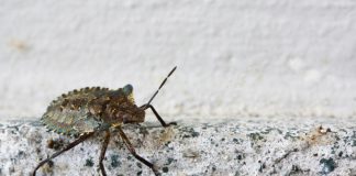 what kills stink bugs instantly