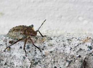 What Kills Stink Bugs Instantly? Effective Ways to Remove Them Fast what kills stink bugs instantly