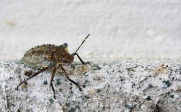 What Kills Stink Bugs Instantly? Effective Ways to Remove Them Fast what kills stink bugs instantly