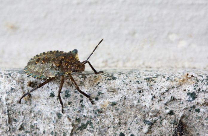 what kills stink bugs instantly