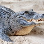 do crocodiles die of old age