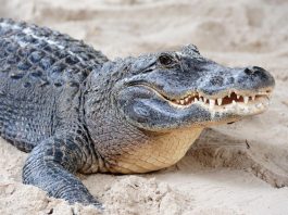 Do Crocodiles Die of Old Age? Crocodile Lifespan Guide do crocodiles die of old age