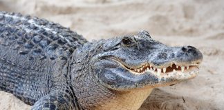do crocodiles die of old age