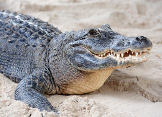 Do Crocodiles Die of Old Age? Crocodile Lifespan Guide do crocodiles die of old age