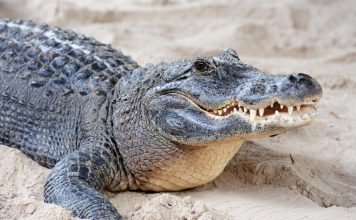 do crocodiles die of old age