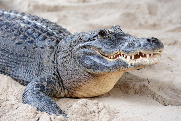 Do Crocodiles Die of Old Age? Crocodile Lifespan Guide do crocodiles die of old age