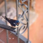 how can i keep birds from flying into my windows