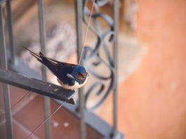 how can i keep birds from flying into my windows