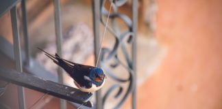 how can i keep birds from flying into my windows