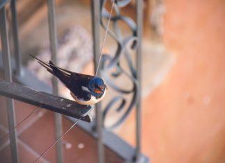 How Can I Keep Birds from Flying into My Windows? DIY Solutions That Work how can i keep birds from flying into my windows