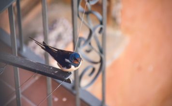 How Can I Keep Birds from Flying into My Windows? DIY Solutions That Work how can i keep birds from flying into my windows