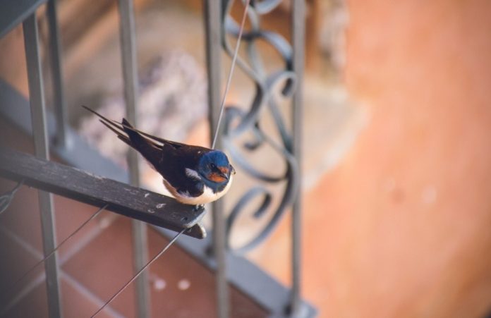 How Can I Keep Birds from Flying into My Windows? DIY Solutions That Work how can i keep birds from flying into my windows