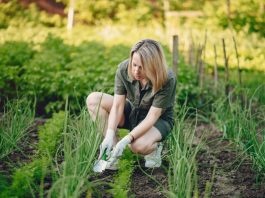 How Can You Get Rid of Crabgrass? A Complete Guide to a Cleaner Lawn how can you get rid of crabgrass