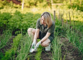 How Can You Get Rid of Crabgrass? A Complete Guide to a Cleaner Lawn how can you get rid of crabgrass