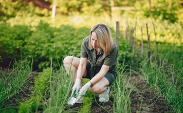 How Can You Get Rid of Crabgrass? A Complete Guide to a Cleaner Lawn how can you get rid of crabgrass