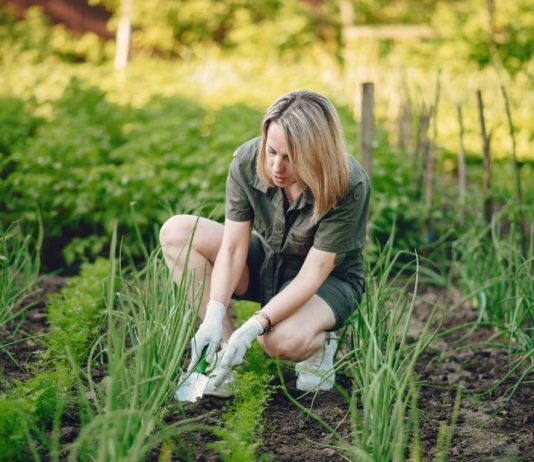 How Can You Get Rid of Crabgrass? A Complete Guide to a Cleaner Lawn how can you get rid of crabgrass