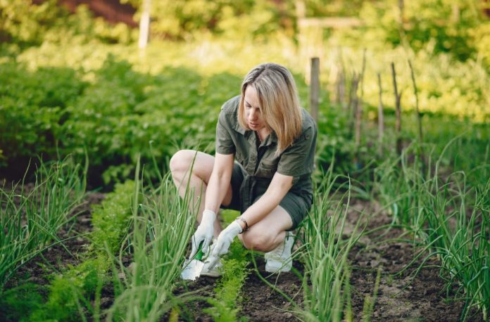 How Can You Get Rid of Crabgrass? A Complete Guide to a Cleaner Lawn how can you get rid of crabgrass