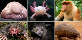 weird animals
