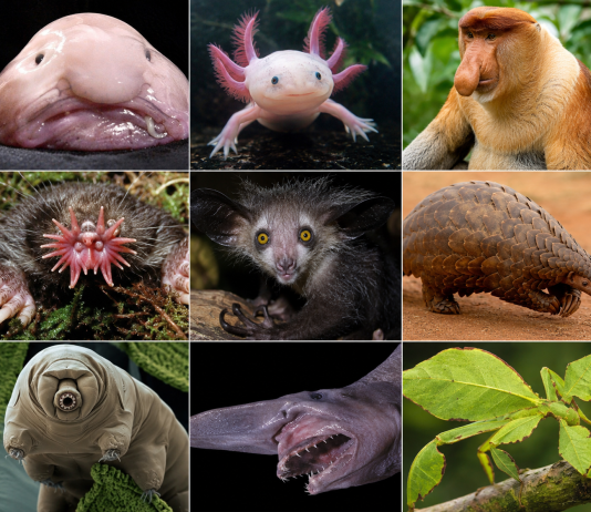70 Weird Animals You Won’t Believe Are Actually Real weird animals