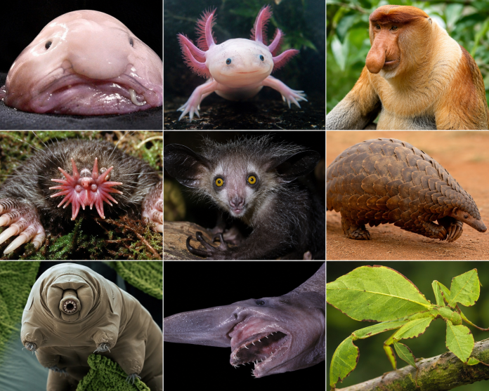 70 Weird Animals You Won’t Believe Are Actually Real weird animals