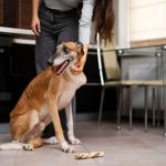 how long can a dog go without eating