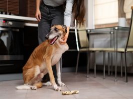 How Long Can a Dog Go Without Eating? When to Worry how long can a dog go without eating