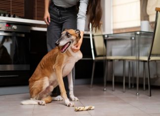 How Long Can a Dog Go Without Eating? When to Worry how long can a dog go without eating