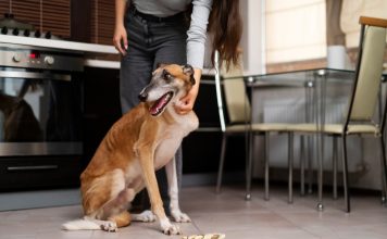 How Long Can a Dog Go Without Eating? When to Worry how long can a dog go without eating