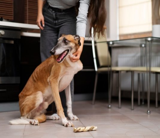 how long can a dog go without eating