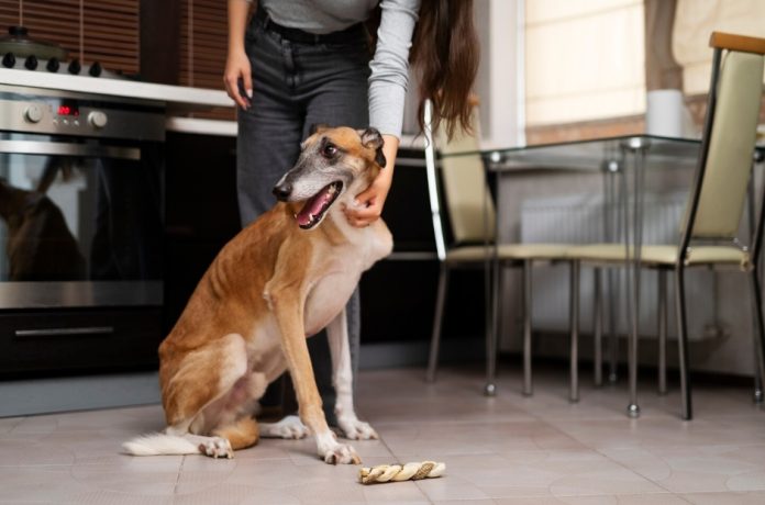 how long can a dog go without eating