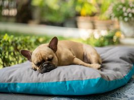 Why is My Puppy Breathing So Fast While Sleeping? 5 Reasons why is my puppy breathing so fast while sleeping