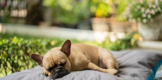 Why is My Puppy Breathing So Fast While Sleeping? 5 Reasons why is my puppy breathing so fast while sleeping