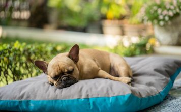 Why is My Puppy Breathing So Fast While Sleeping? 5 Reasons why is my puppy breathing so fast while sleeping